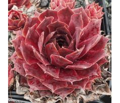Sempervivum HEIFRA