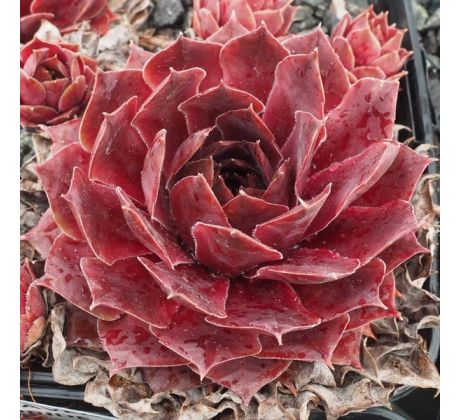 Sempervivum HEIFRA