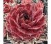 Sempervivum HEIFRA