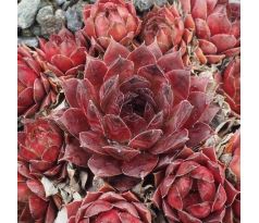 Sempervivum HAVENDIJKS PRIDE