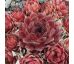 Sempervivum HAVENDIJKS PRIDE