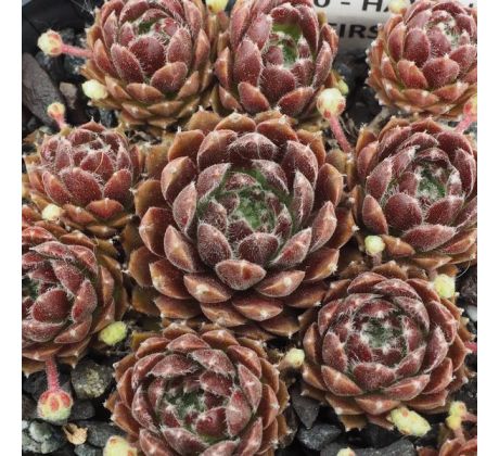 Sempervivum HAVENDIJKS FIRST WEB