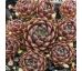 Sempervivum HAVENDIJKS FIRST WEB