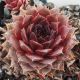 Sempervivum IROKESE