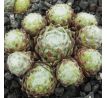 Sempervivum INERI