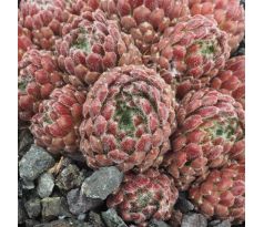 Sempervivum CHO