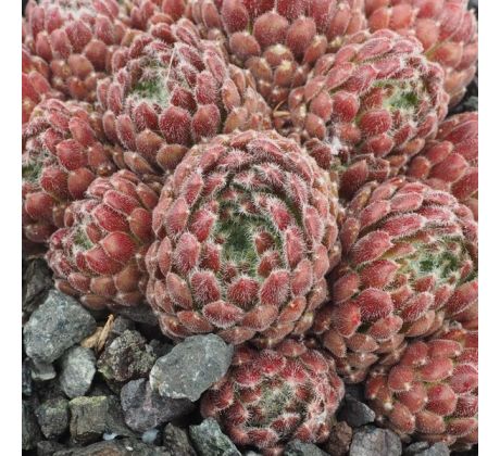 Sempervivum CHO