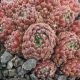 Sempervivum CHO