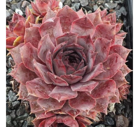 Sempervivum BLUE BIRD
