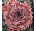Sempervivum BLUE BIRD