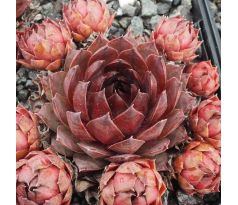 Sempervivum BROWNIE