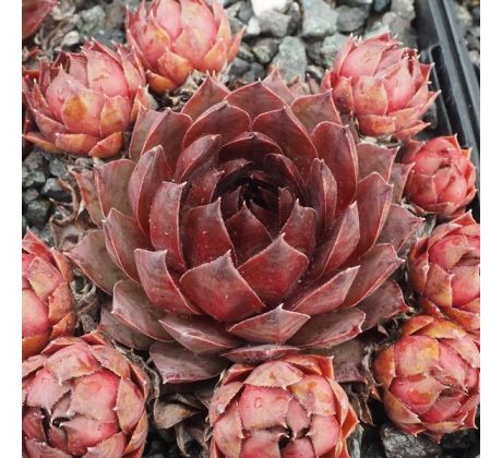 Sempervivum BROWNIE