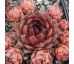 Sempervivum BROWNIE