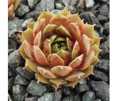 Sempervivum BROWN PASTEL