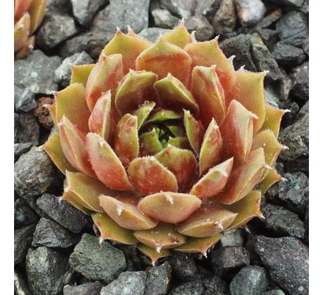 Sempervivum BROWN PASTEL
