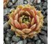 Sempervivum BROWN PASTEL