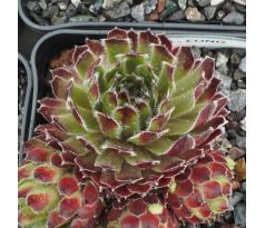 Sempervivum CONO