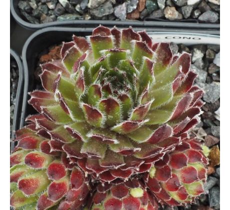 Sempervivum CONO