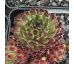 Sempervivum CONO