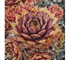 Sempervivum BUNTSTACHEL