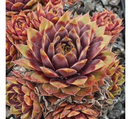 Sempervivum BUNTSTACHEL