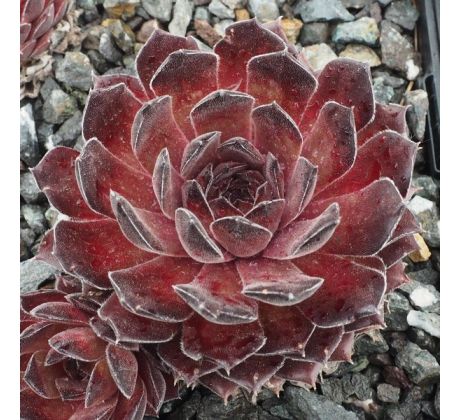 Sempervivum FAMKE