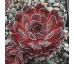 Sempervivum FAMKE