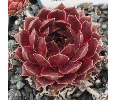 Sempervivum EMINENT