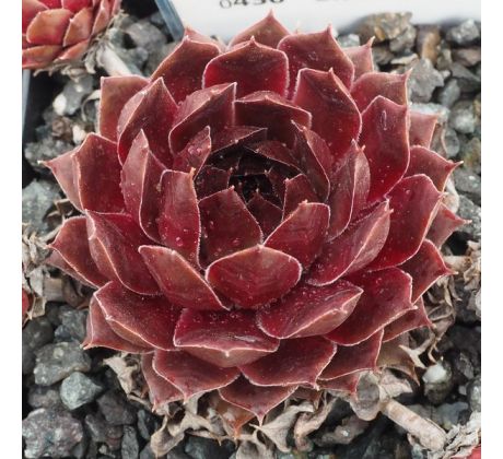 Sempervivum EMINENT