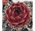 Sempervivum EMINENT