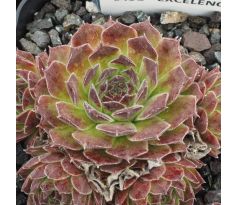 Sempervivum EXCELENCE