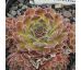 Sempervivum EXCELENCE