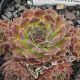 Sempervivum EXCELENCE