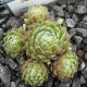 Sempervivum EPENDA