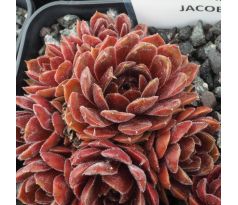 Sempervivum DIRECTOR JACOBS