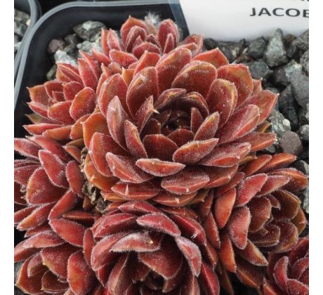 Sempervivum DIRECTOR JACOBS