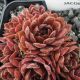 Sempervivum DIRECTOR JACOBS