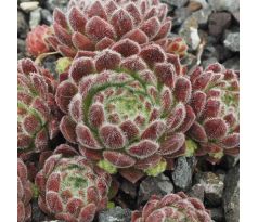 Sempervivum WENDY