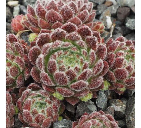 Sempervivum WENDY