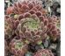 Sempervivum WENDY