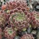 Sempervivum WENDY