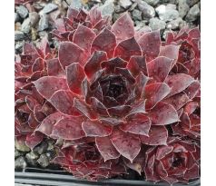 Sempervivum DARK BEAUTY