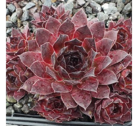 Sempervivum DARK BEAUTY
