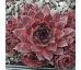 Sempervivum DARK BEAUTY
