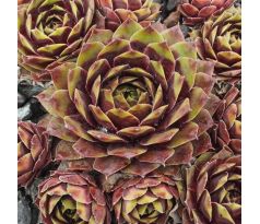Sempervivum PALLIDA