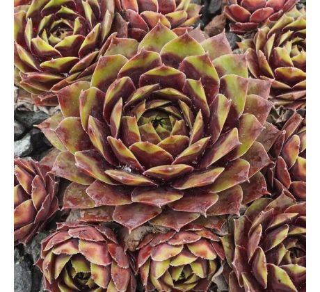 Sempervivum PALLIDA