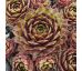 Sempervivum PALLIDA