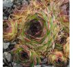 Sempervivum CRUCIFY
