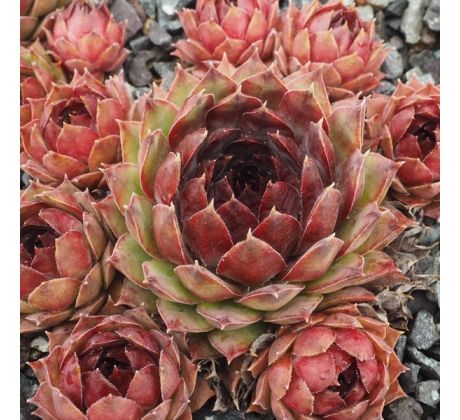 Sempervivum ROSANII