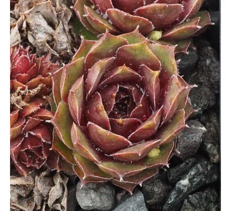 Sempervivum RONSDORF HYBRIDE